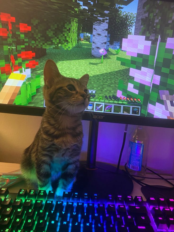 a cat sitting in front of a computer monitor with colorful lights on it's screen