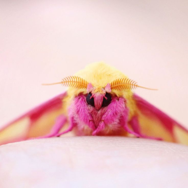 a small yellow and pink insect sitting on top of a white surface with it's eyes closed