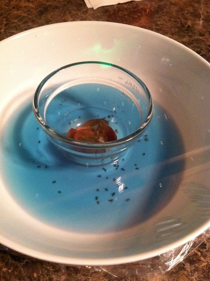 a white plate topped with a bowl filled with blue liquid on top of a counter