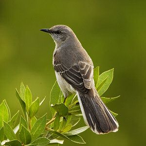 a small bird perched on top of a leafy branch in front of a green background