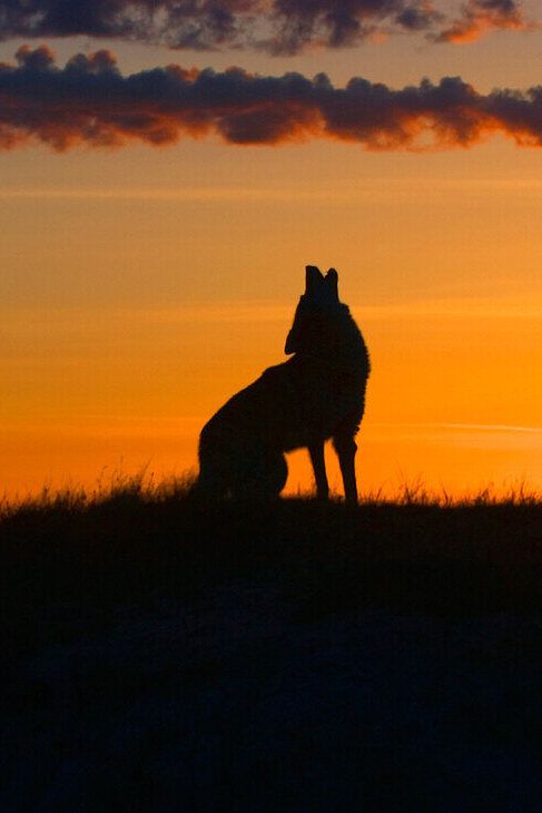 two dogs are sitting in the grass as the sun sets behind them and one dog is looking up