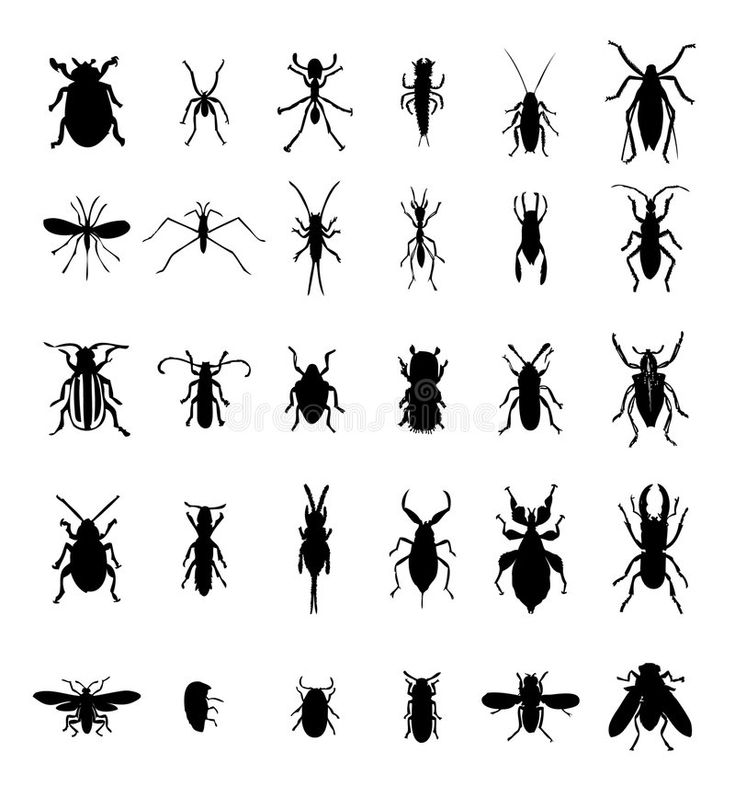 insect silhouettes on white background with clipping for use in logos and emblems