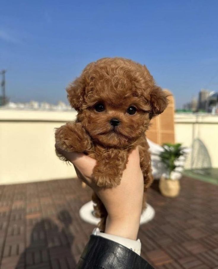 a small brown dog sitting on top of a person's hand