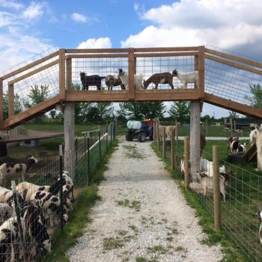 a herd of sheep standing on top of a wooden bridge