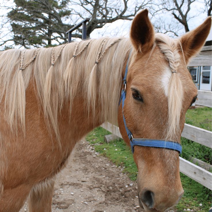 a brown horse standing next to a wooden fence