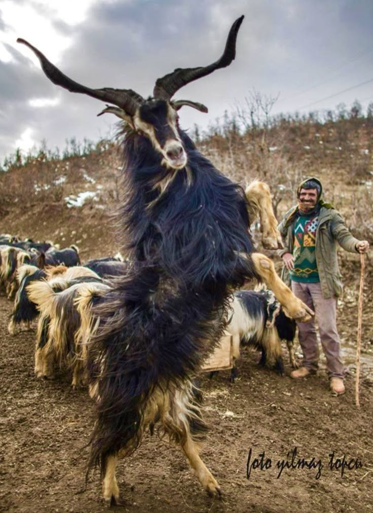 a man standing next to a herd of goats on top of a dirt field with long horns