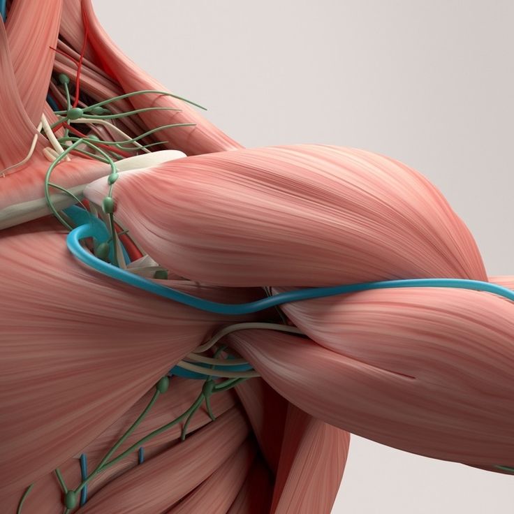 an image of the muscles and tendils of a human body that are highlighted in blue