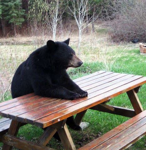 a black bear sitting on top of a wooden picnic table next to a park bench