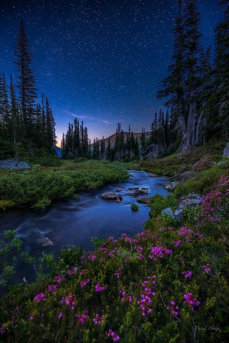 a river running through a lush green forest filled with wildflowers under a night sky full of stars