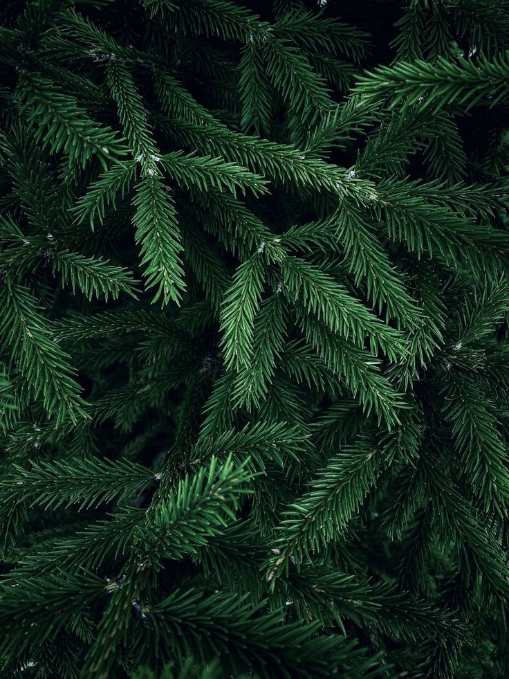 close up view of green fir tree branches