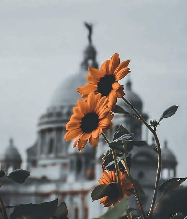 two sunflowers in front of a building with a statue on top