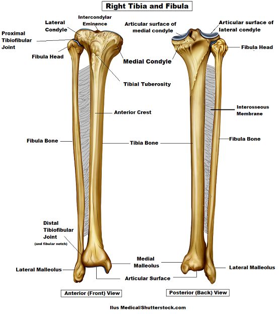 the tibia and fidui bones are labeled in this diagram, with labels on each side