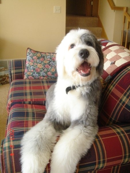 a dog sitting on top of a couch in a living room