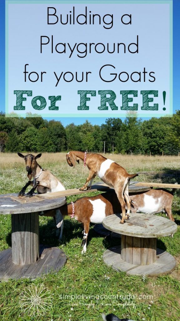 three goats jumping over a wooden table with the words building a playground for your goats for free