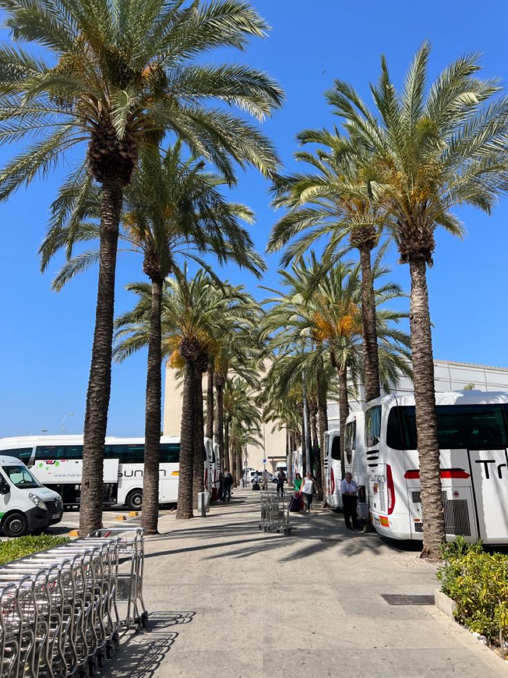 palm trees line the street in front of parked buses