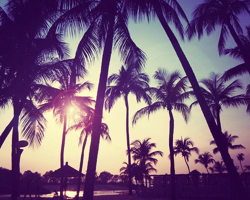 palm trees with the words summer 2013 i'm waiting for you