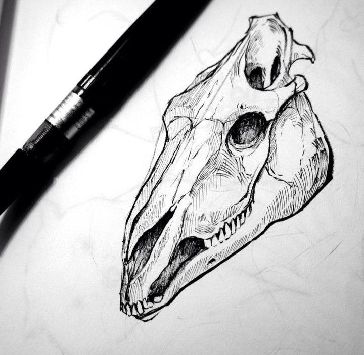 a pencil drawing of a skull on paper