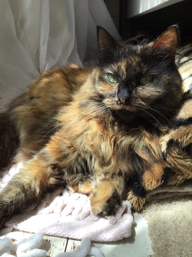 a fluffy cat laying on top of a bed next to a white blanket and window