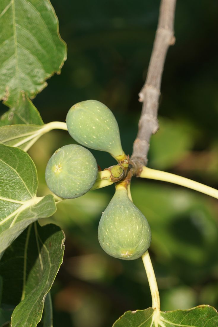 the figs are growing on the tree branch