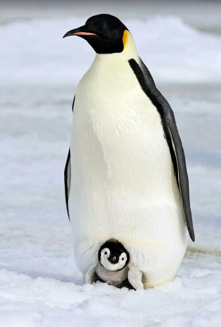 an adult penguin standing next to a baby penguin in the snow with it's head on its belly