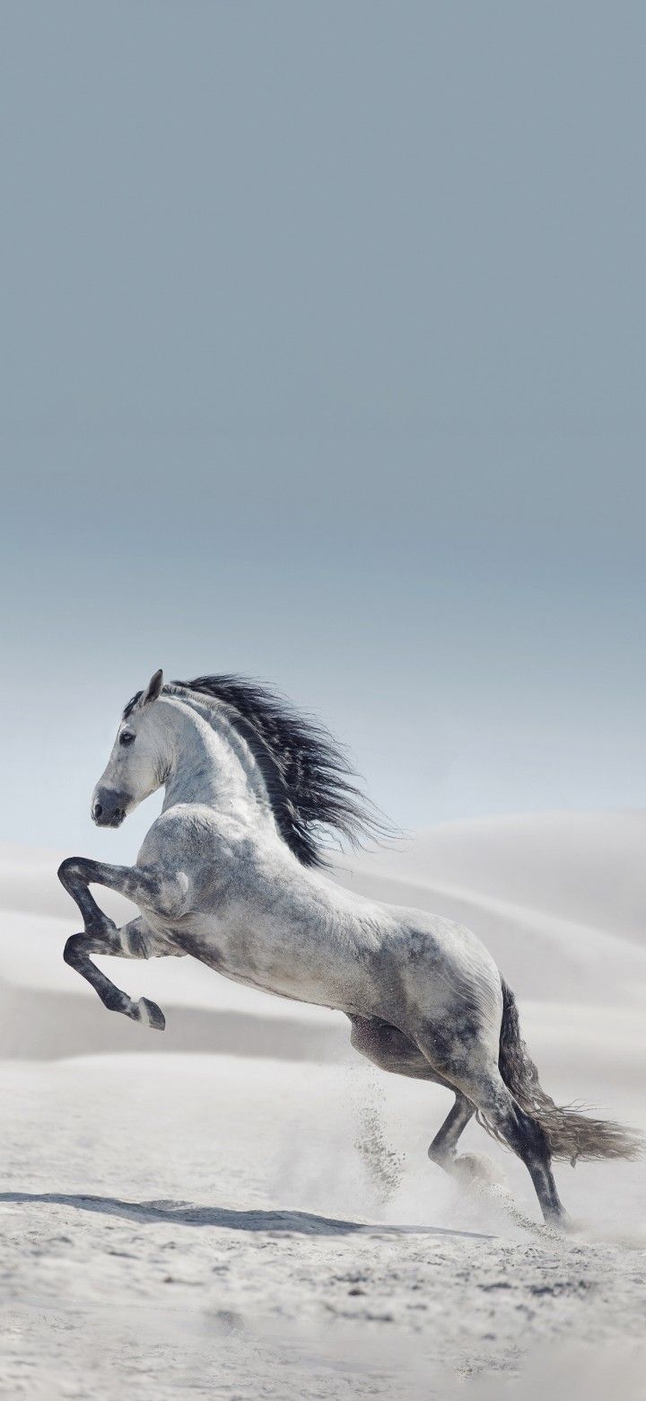 a white horse is galloping in the snow with its front legs spread out and it's rear legs up