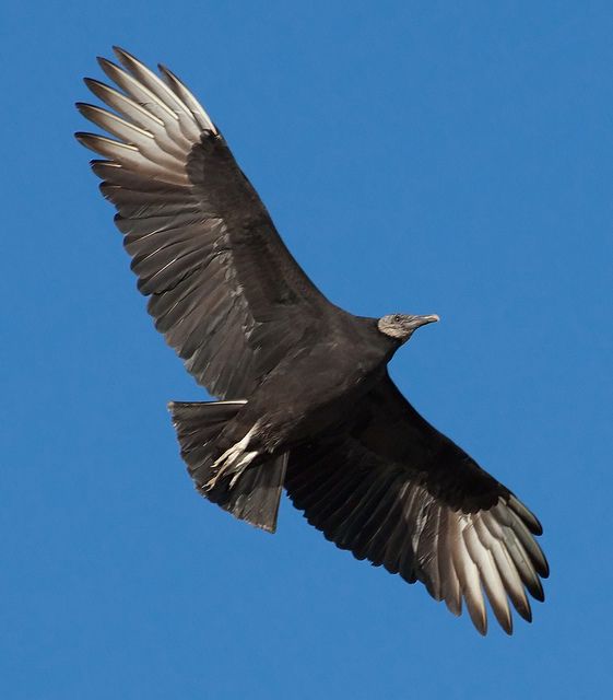 a large bird flying through the air with its wings spread