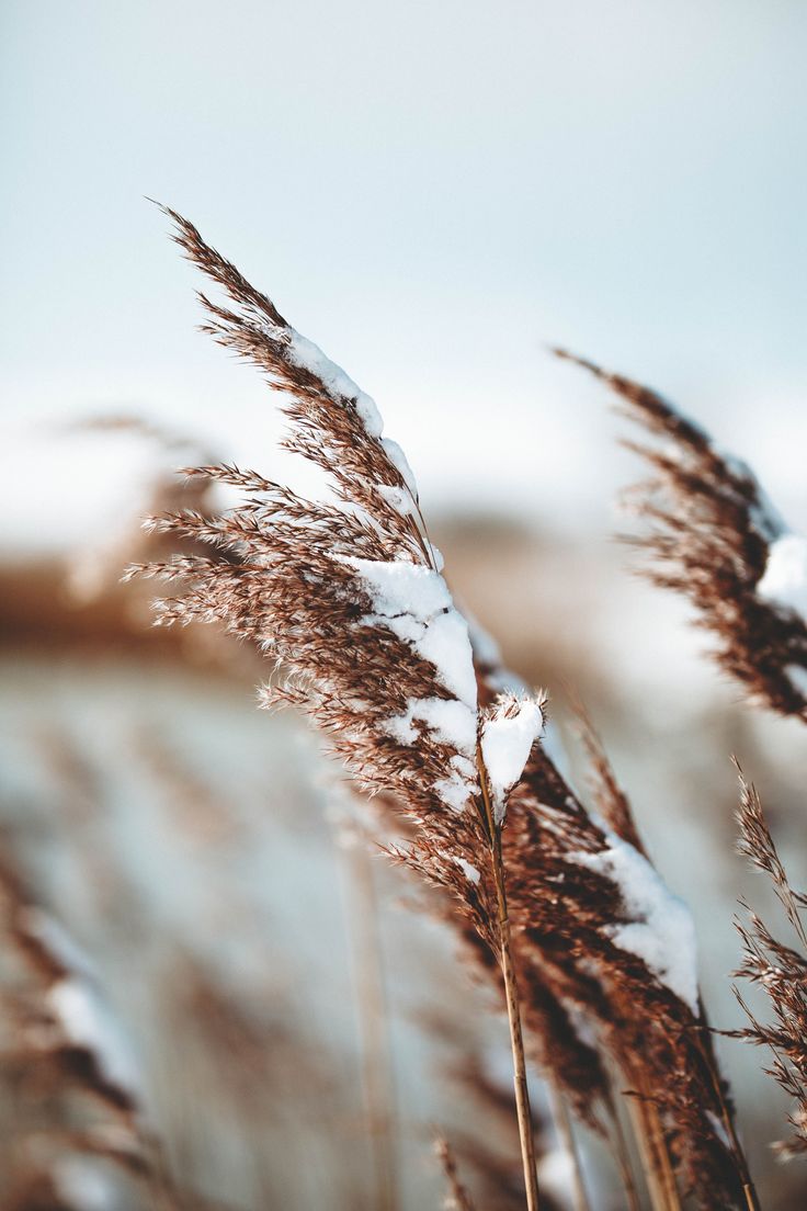 some brown and white plants with snow on them