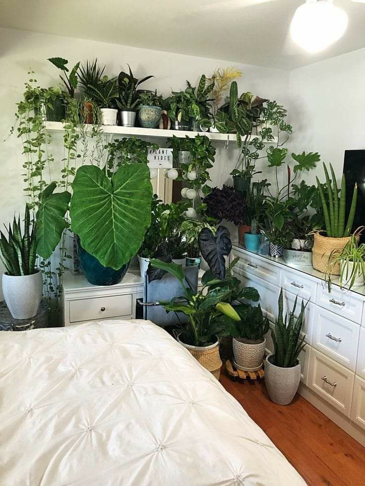 a bedroom with lots of plants on the wall