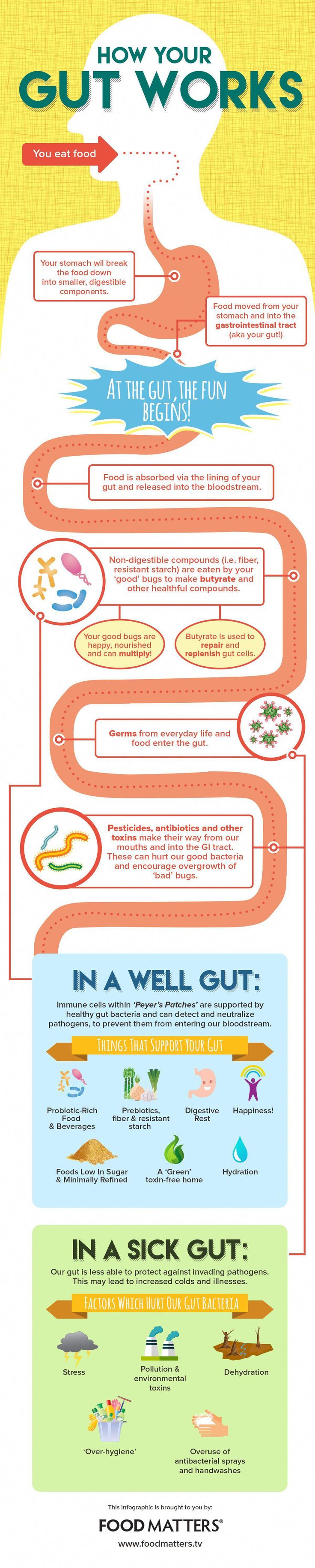 This infographic breaks down just what our gut does for us and how to keep it working and healthy. Food Matters, Leaky Gut, Healthy Gut, Health Info, Digestive System, Health Diet, Digestive Health, Gut Health, Health And Nutrition