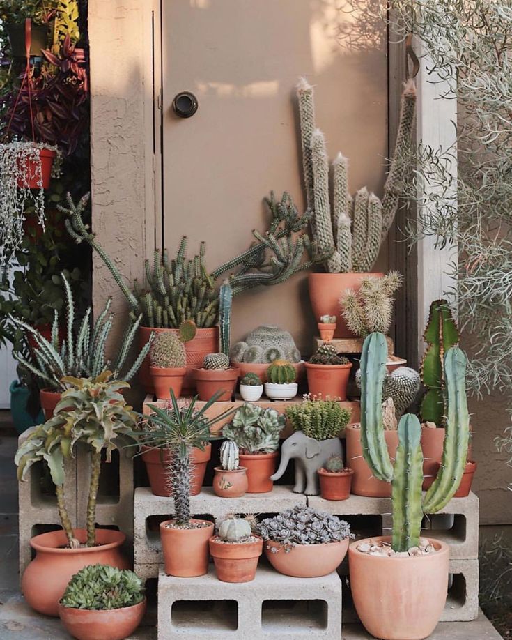 many different kinds of cactus in pots