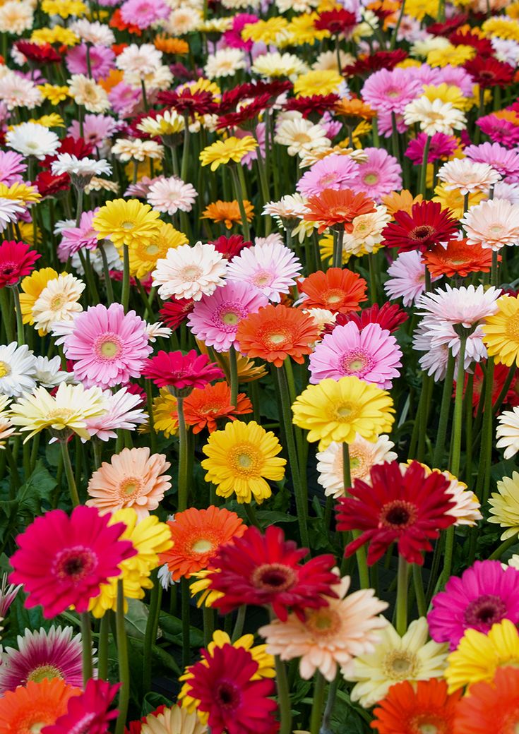 many different colored flowers in a field