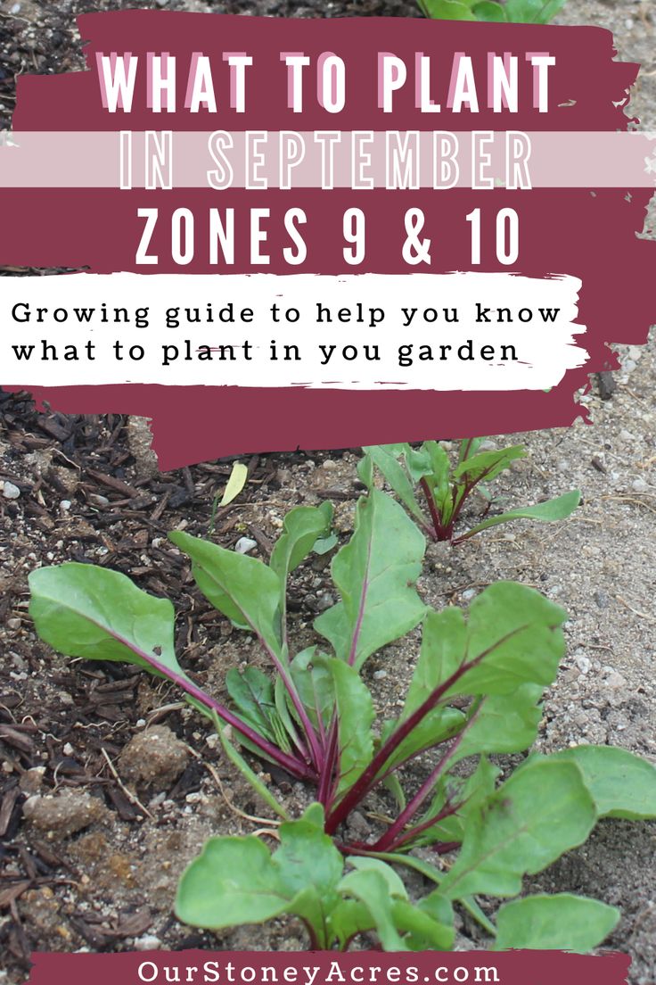 some plants growing out of the ground with text that reads what to plant in september zones 9