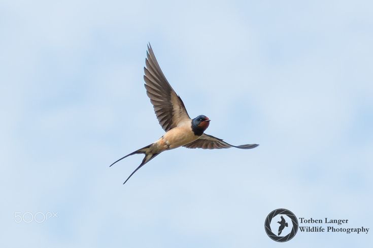 a bird flying through the air with its wings spread