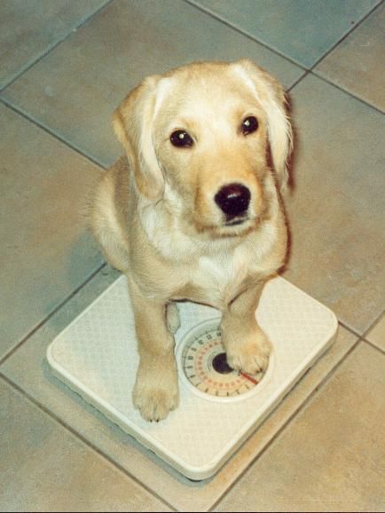 a dog sitting on top of a bathroom scale