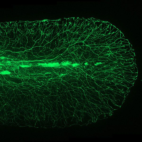 an image of green light in the dark