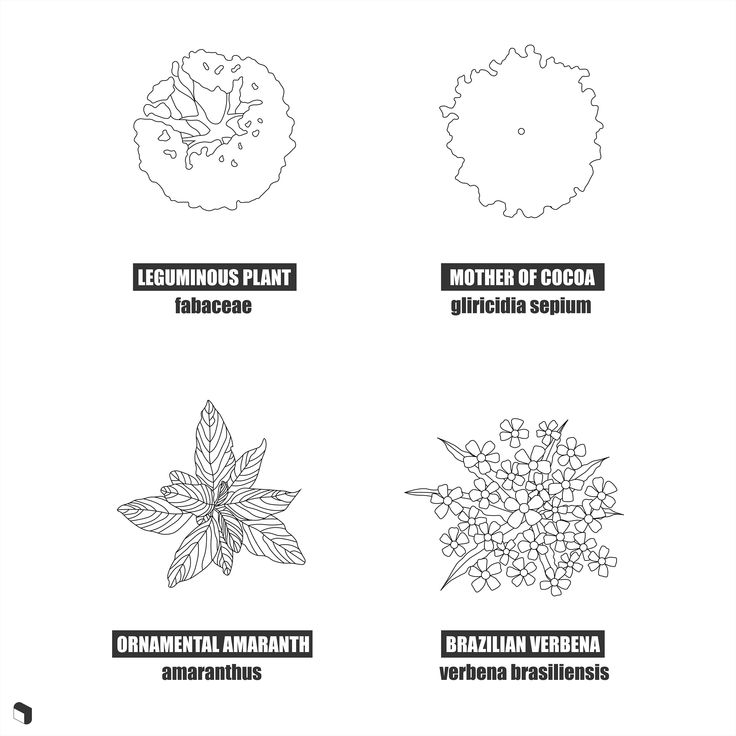 four different types of flowers and leaves with the names of them in black and white