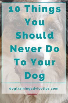 a brown and white dog with the words 10 things you should never do to your dog