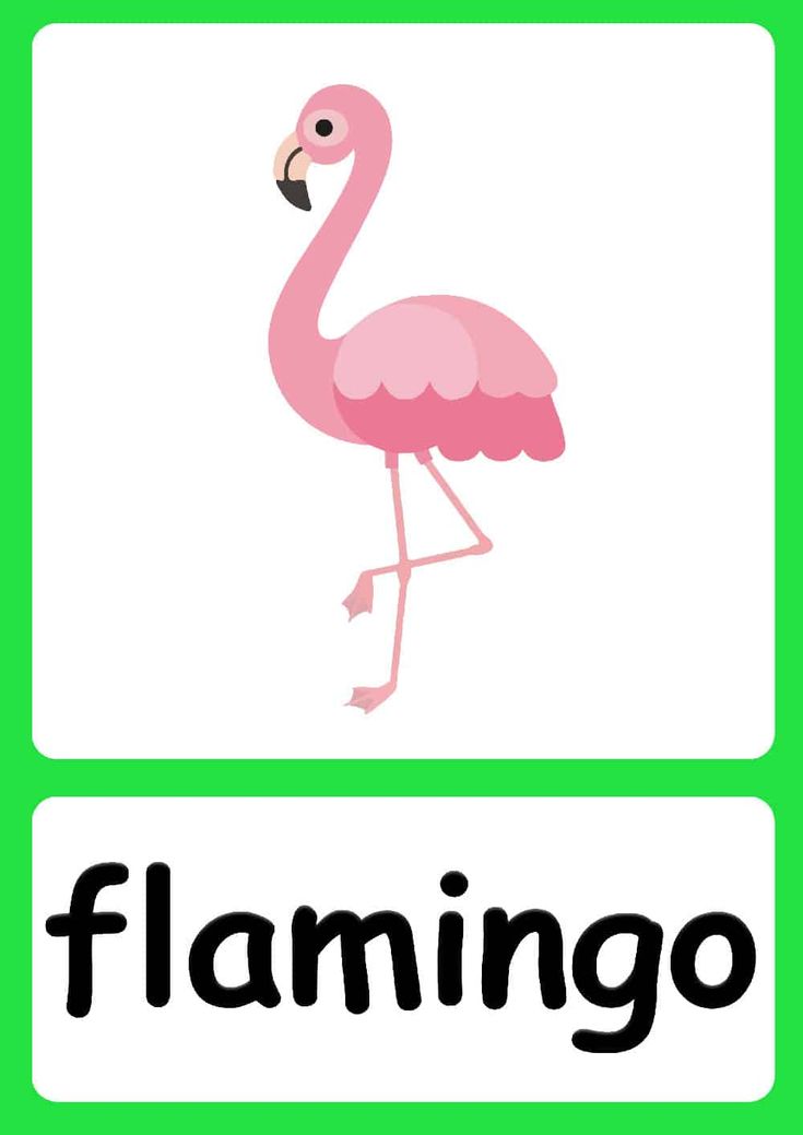 a pink flamingo standing in front of a green sign with the word flamingo on it