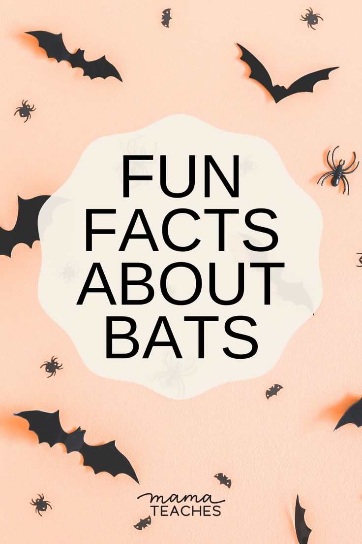 bats with the words fun fact about bats