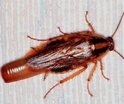 a brown bug with long legs on a white background