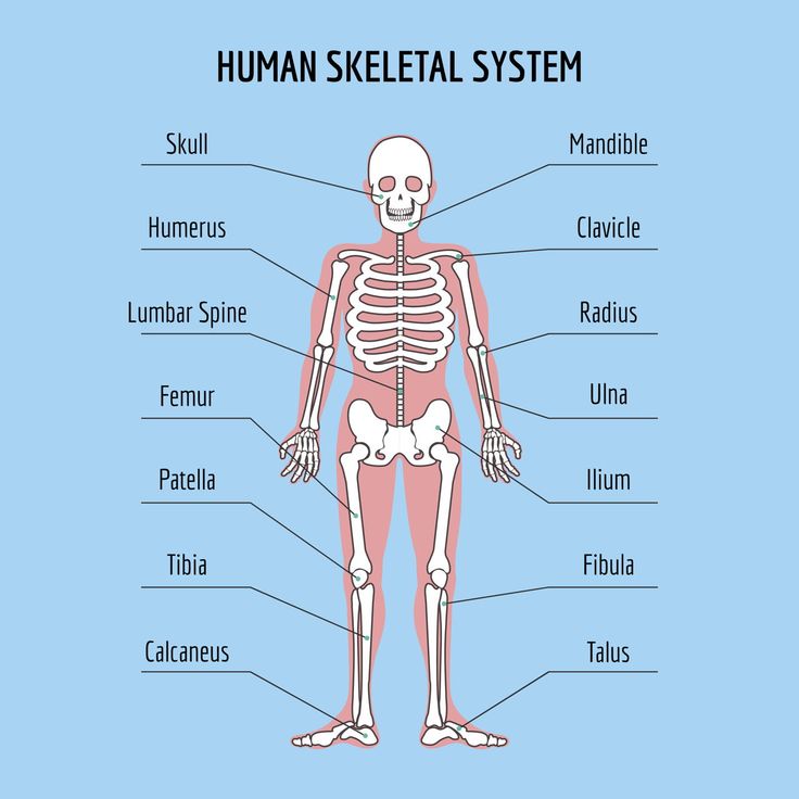 the human skeleton and its major skeletal systems stock photo royaltyvectors, medical illustration,