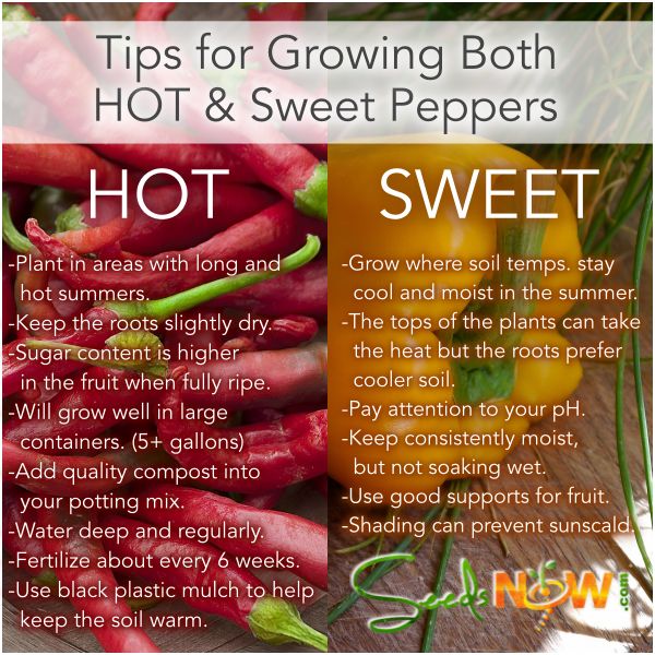 hot and sweet peppers with the words tips for growing both hot and sweet peppers