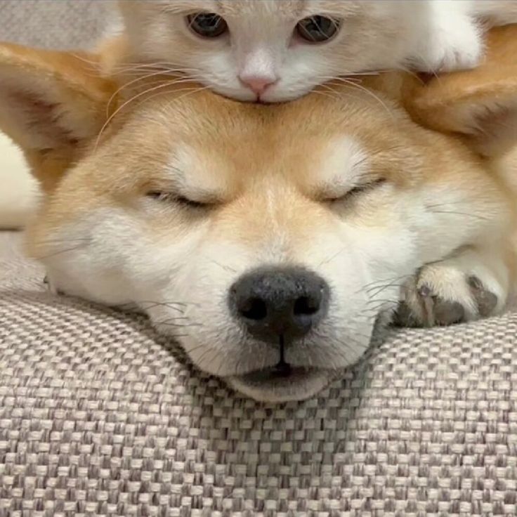 a cat is laying on top of a dog's head while it lays down