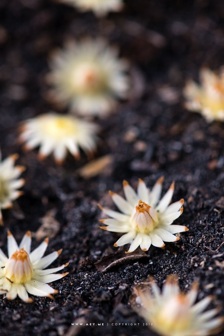 small white flowers growing out of the ground on top of black soil with dirt around them