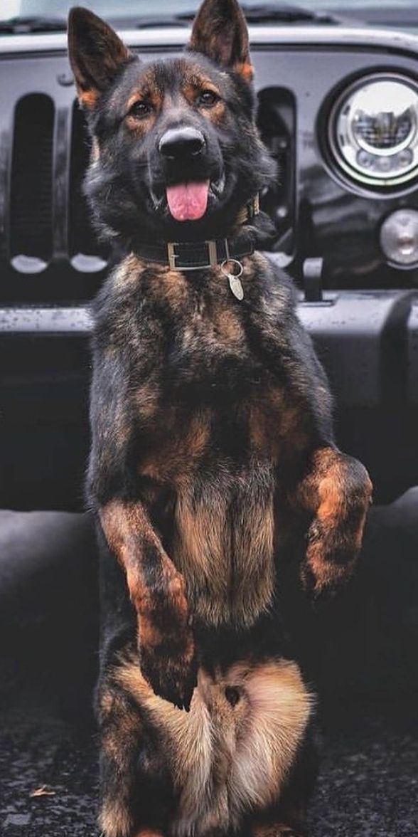 a black and brown dog sitting on its hind legs in front of a jeep with it's tongue hanging out