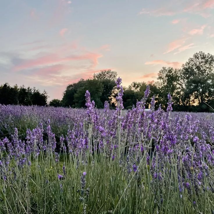 purple flowers in the middle of a field at sunset