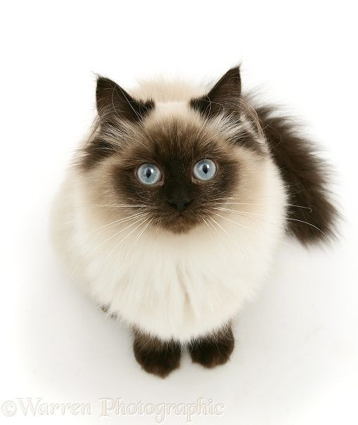 a siamese cat with blue eyes sitting on a white surface looking up at the camera