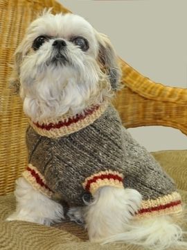 a small white dog sitting on top of a chair wearing a gray sweater with red stripes