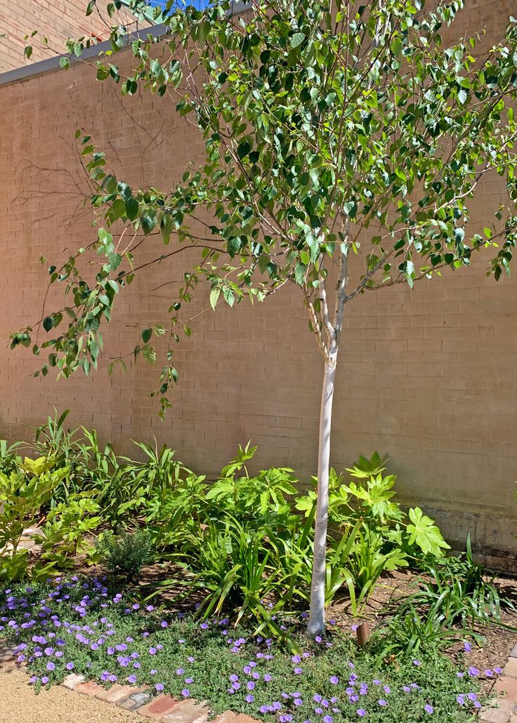 a small tree sitting in the middle of a flower garden next to a brick wall