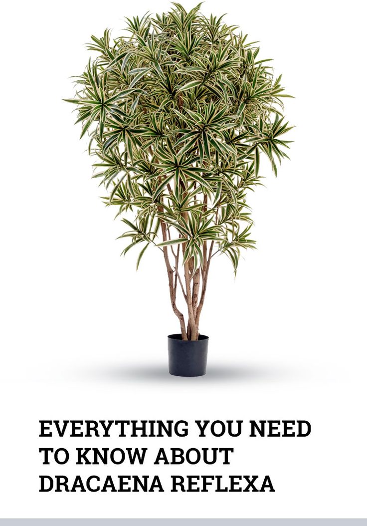 a potted plant with the words everything you need to know about dracana reflex